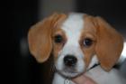 Wir Kc Reg Beagle Welpen verfügbar